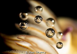 Bubble taken with canon s120 by Ajiex Dharma 